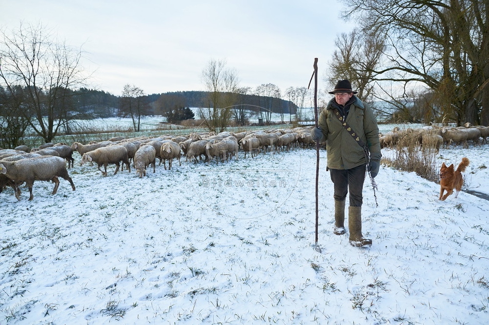 097552 Schaefer, Altdeutsche Huetehunde und Merino Schafe