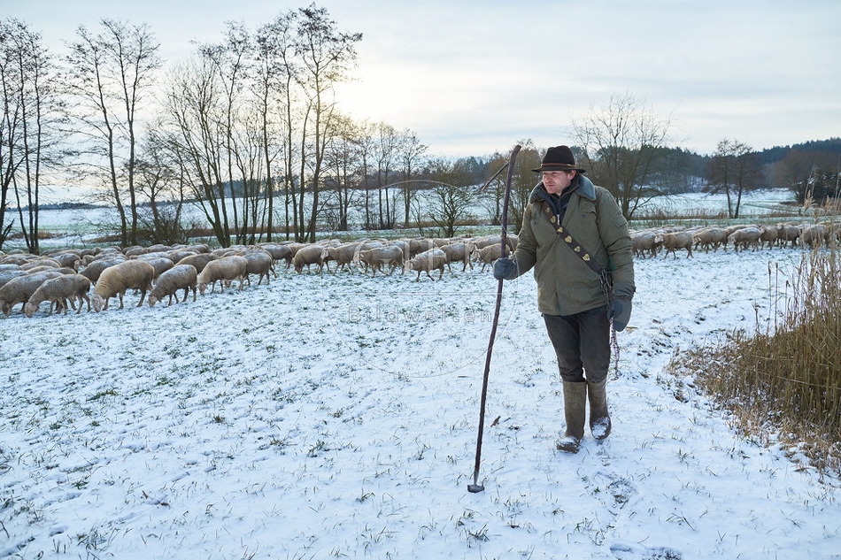 097553 Schaefer, Altdeutsche Huetehunde und Merino Schafe