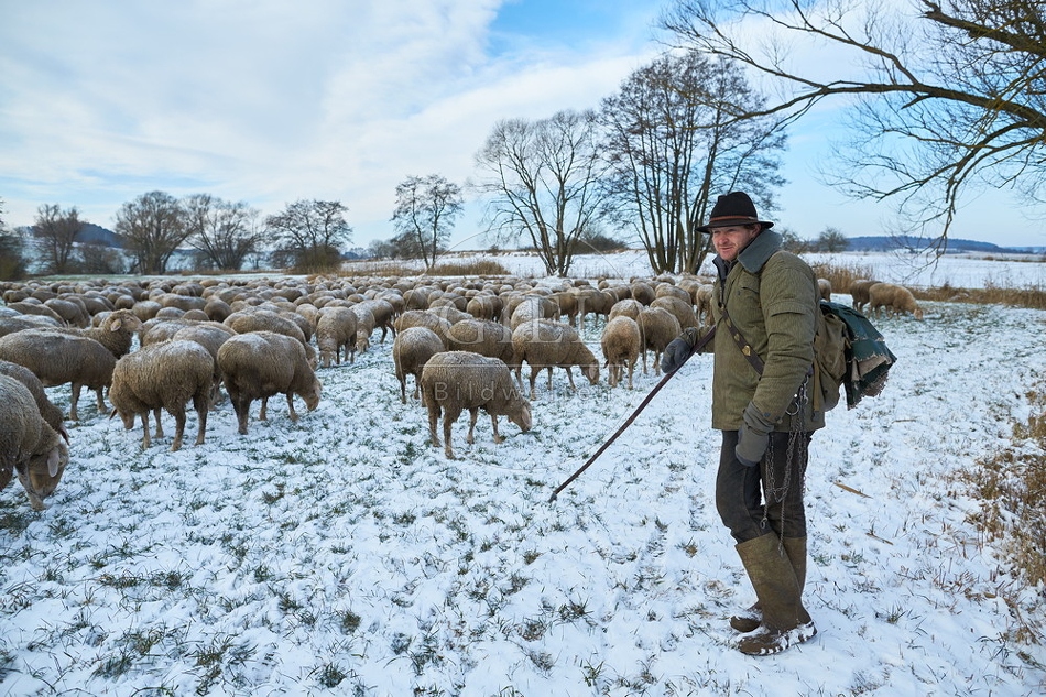 097554 Schaefer, Altdeutsche Huetehunde und Merino Schafe