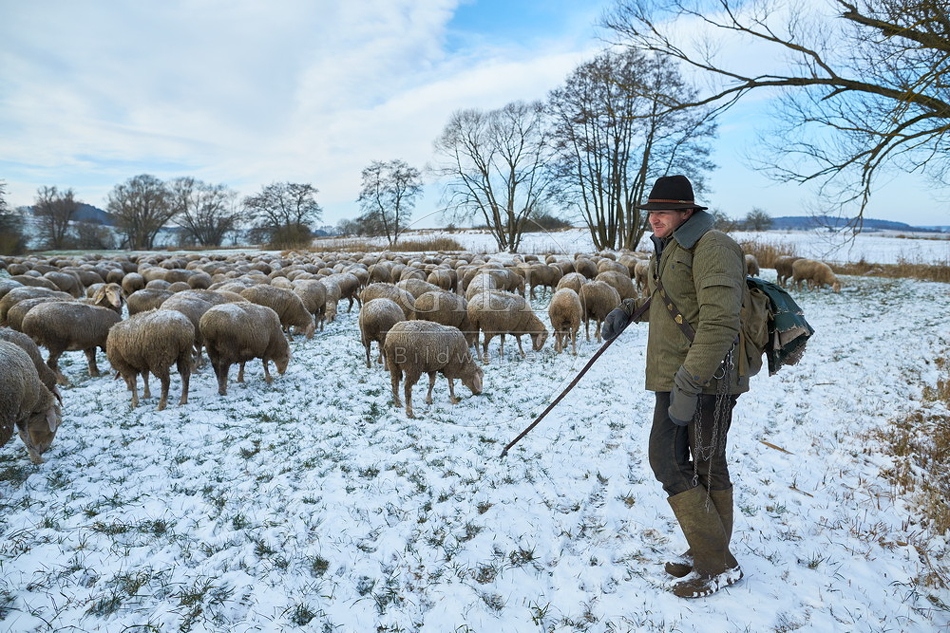 097555 Schaefer, Altdeutsche Huetehunde und Merino Schafe