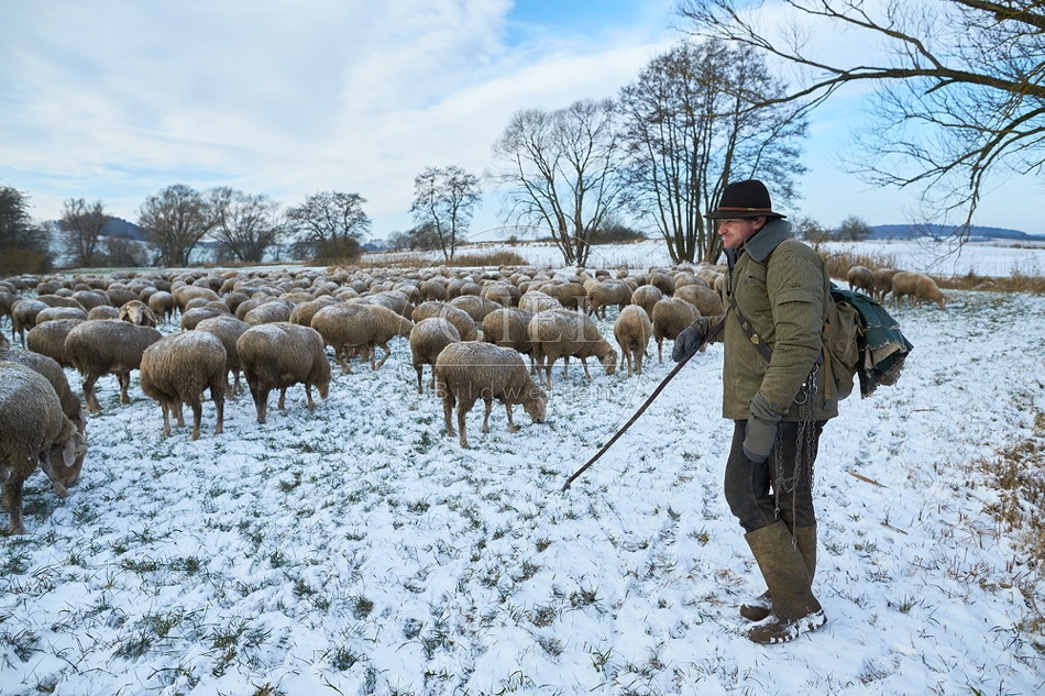 097556 Schaefer, Altdeutsche Huetehunde und Merino Schafe