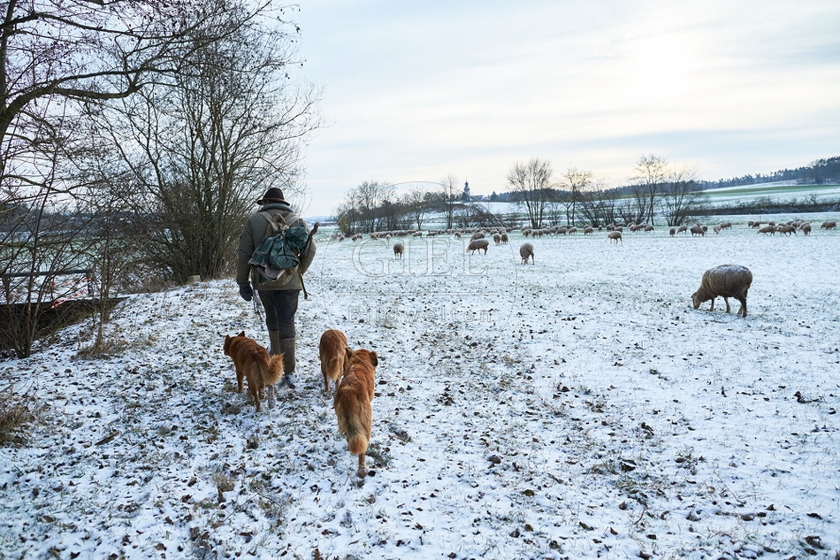097557 Schaefer, Altdeutsche Huetehunde und Merino Schafe