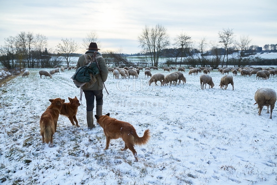 097558 Schaefer, Altdeutsche Huetehunde und Merino Schafe