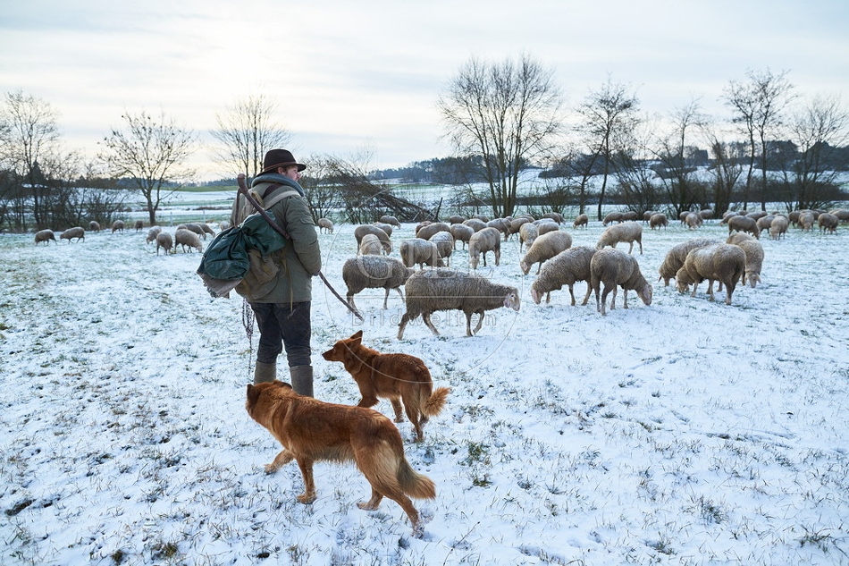 097559 Schaefer, Altdeutsche Huetehunde und Merino Schafe