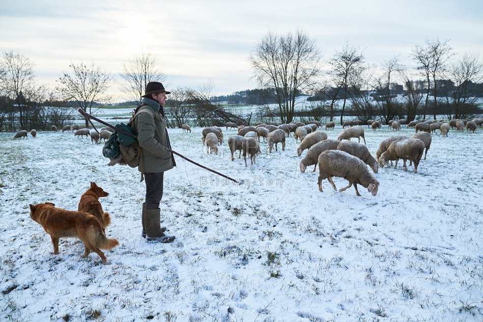 097560 Schaefer, Altdeutsche Huetehunde und Merino Schafe