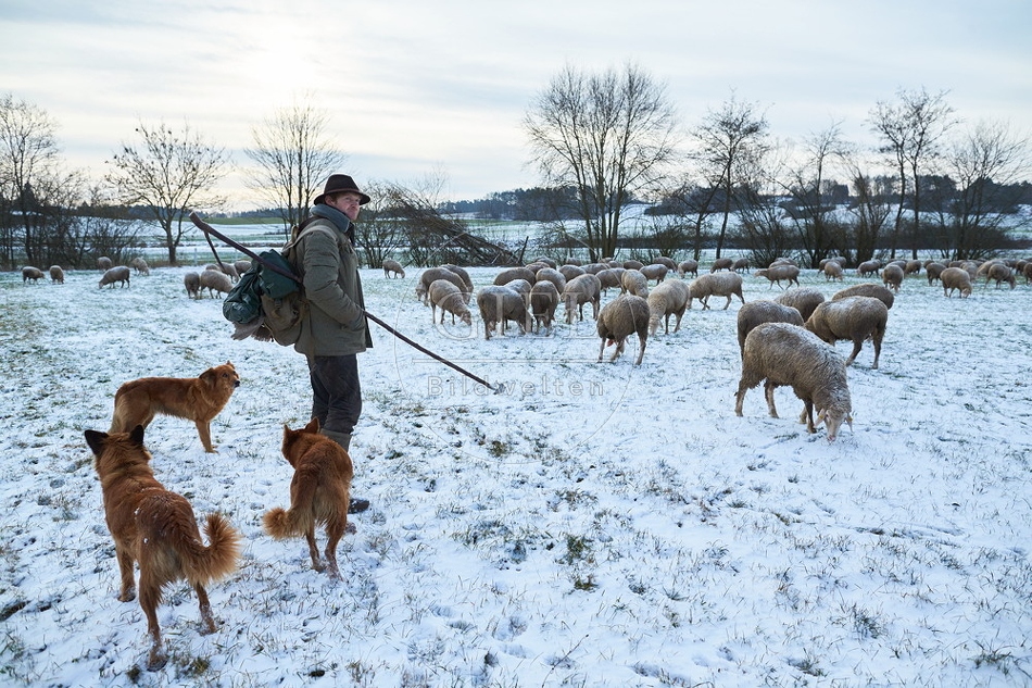 097561 Schaefer, Altdeutsche Huetehunde und Merino Schafe