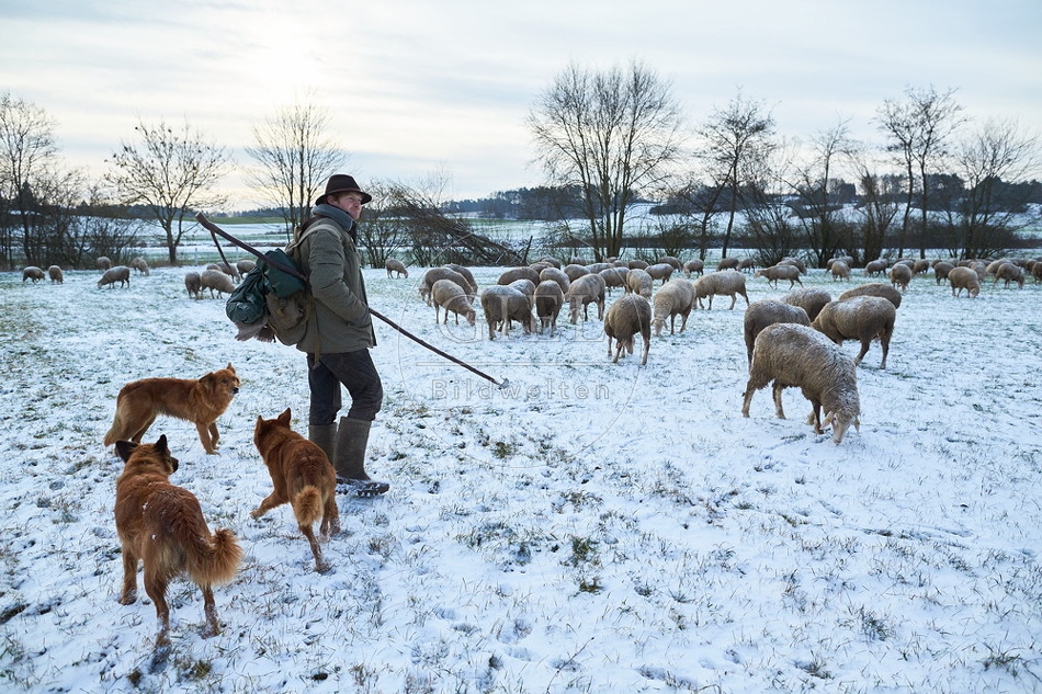 097562 Schaefer, Altdeutsche Huetehunde und Merino Schafe