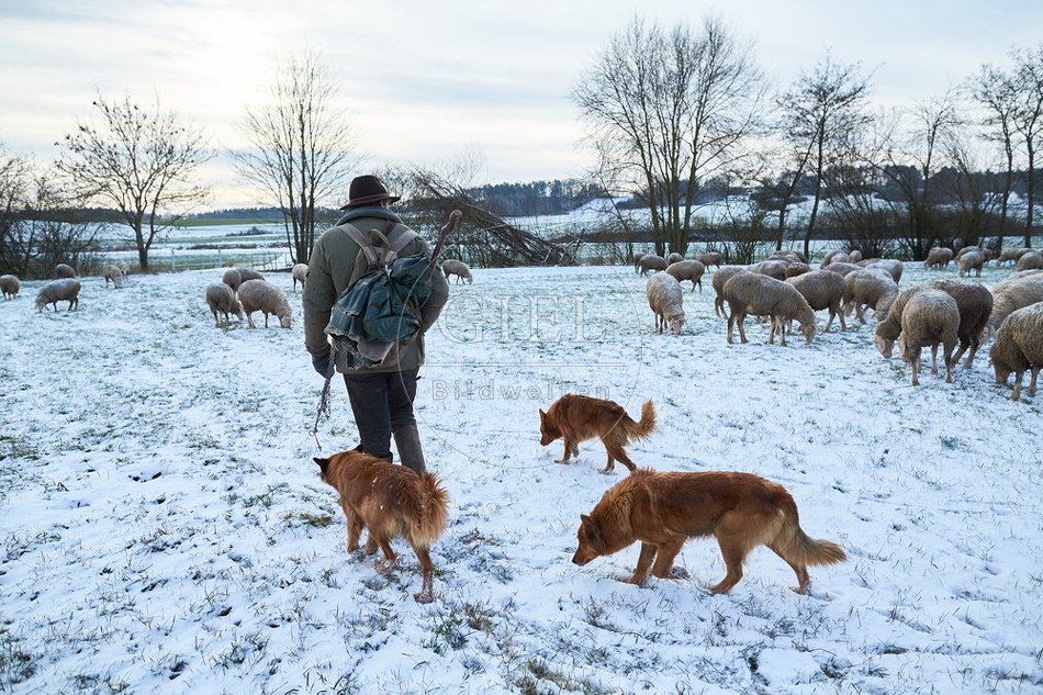 097563 Schaefer, Altdeutsche Huetehunde und Merino Schafe