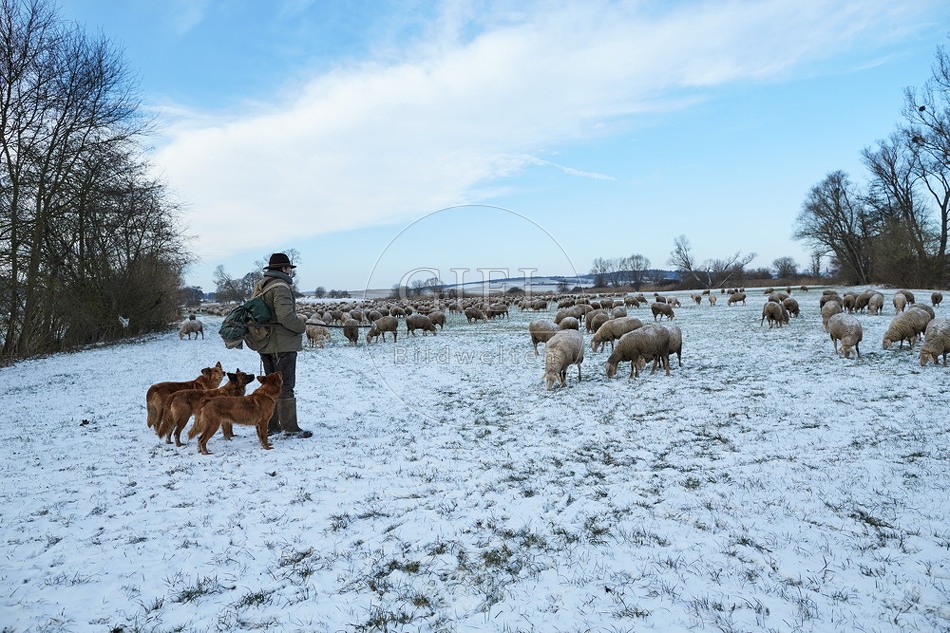 097564 Schaefer, Altdeutsche Huetehunde und Merino Schafe