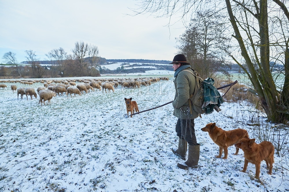 097565 Schaefer, Altdeutsche Huetehunde und Merino Schafe