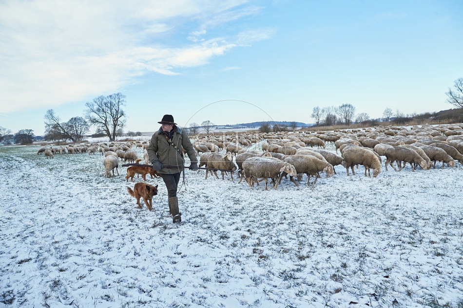 097566 Schaefer, Altdeutsche Huetehunde und Merino Schafe
