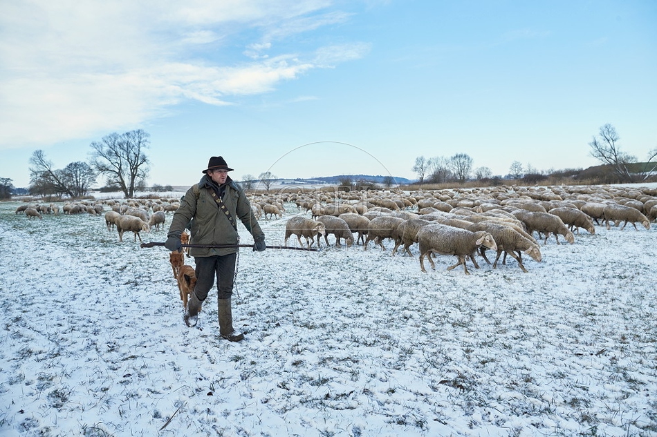 097567 Schaefer, Altdeutsche Huetehunde und Merino Schafe