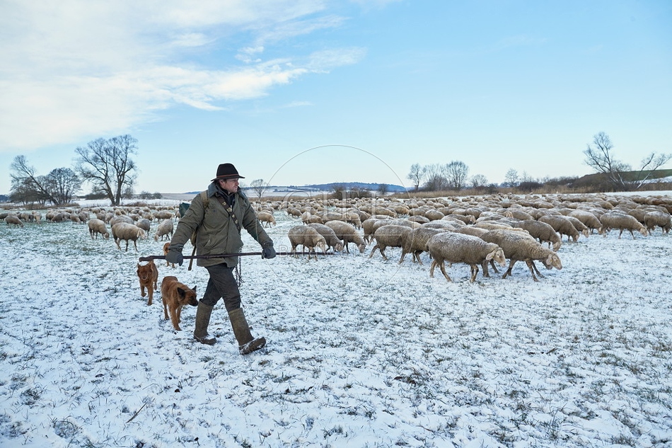 097568 Schaefer, Altdeutsche Huetehunde und Merino Schafe