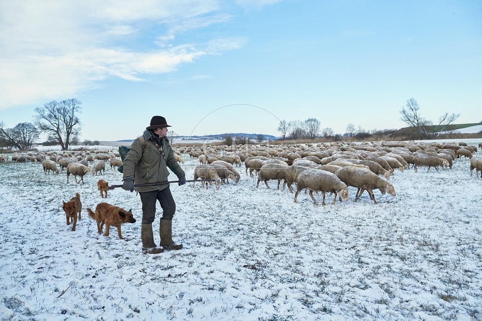 097569 Schaefer, Altdeutsche Huetehunde und Merino Schafe