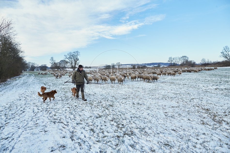 097570 Schaefer, Altdeutsche Huetehunde und Merino Schafe
