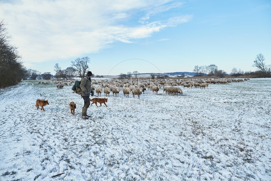 097571 Schaefer, Altdeutsche Huetehunde und Merino Schafe