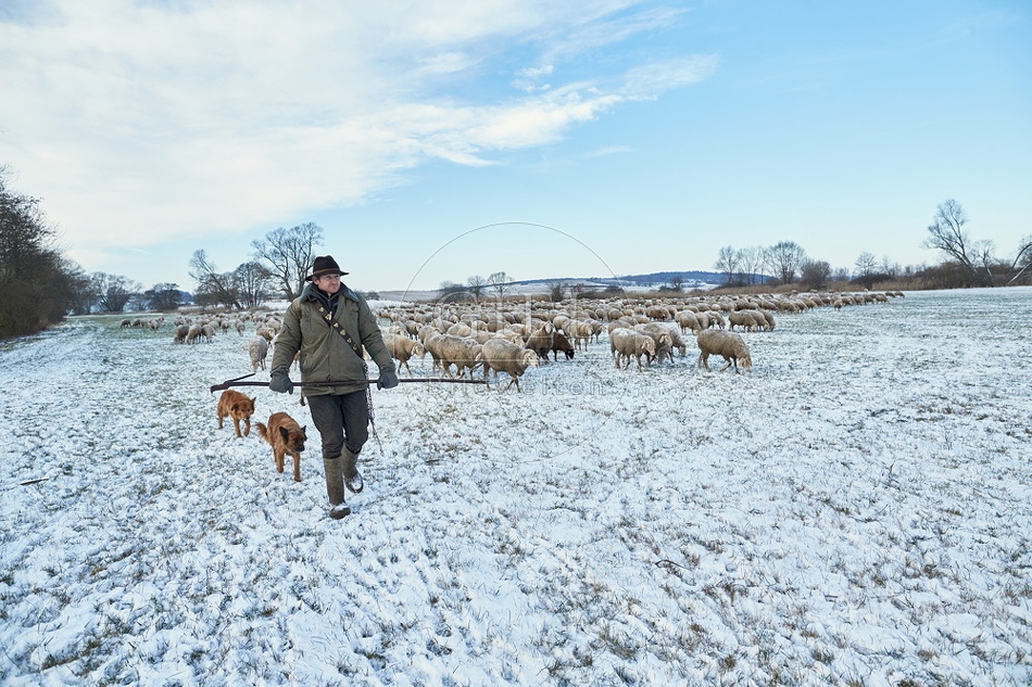 097572 Schaefer, Altdeutsche Huetehunde und Merino Schafe