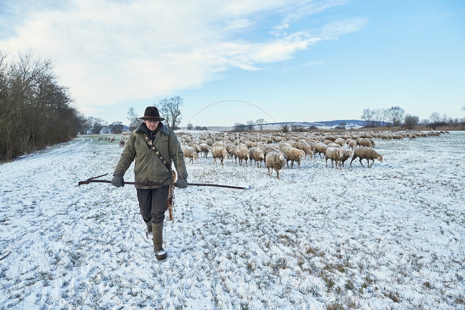 097573 Schaefer, Altdeutsche Huetehunde und Merino Schafe