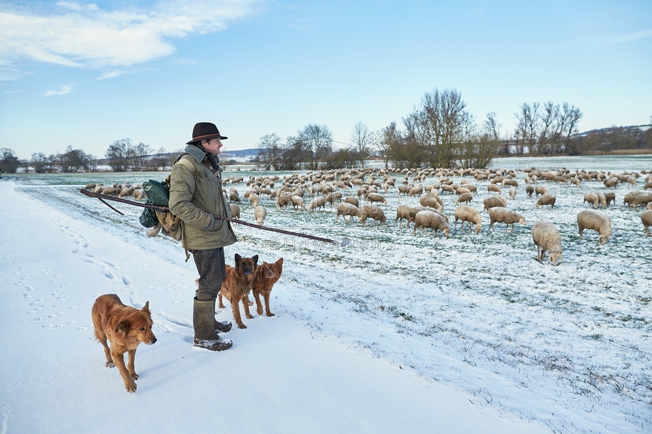 097574 Schaefer, Altdeutsche Huetehunde und Merino Schafe