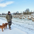 097575 Schaefer, Altdeutsche Huetehunde und Merino Schafe