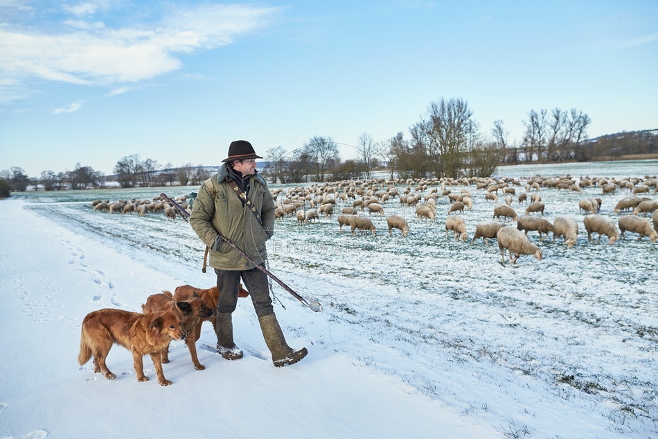 Schaefer, Altdeutsche Huetehunde und Merino Schafe, Schafherde im Winter 097576.jpg