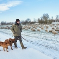 097576 Schaefer, Altdeutsche Huetehunde und Merino Schafe