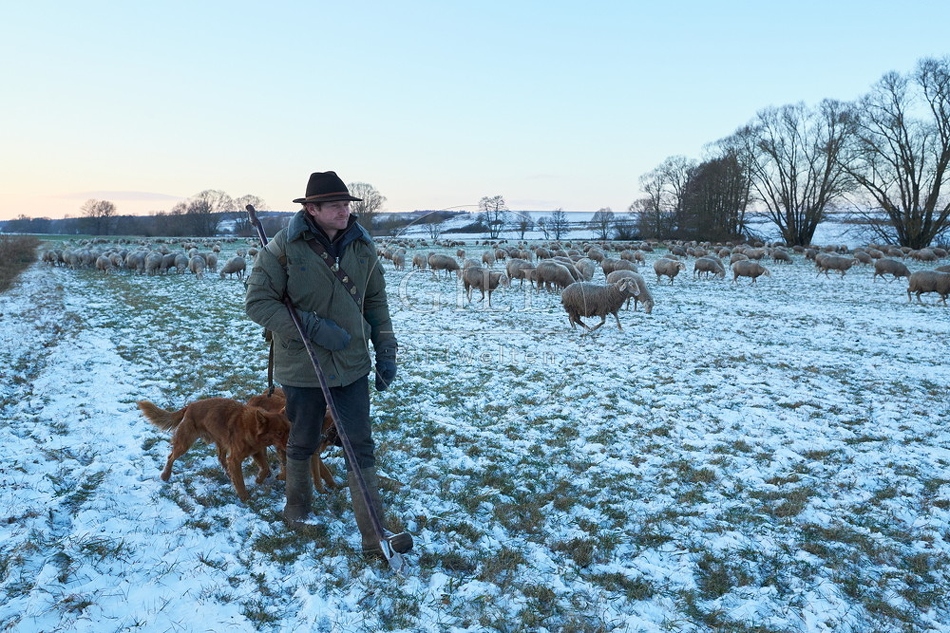 Schaefer, Altdeutsche Huetehunde und Merino Schafe, Schafherde im Winter 097577.jpg