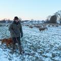 097577 Schaefer, Altdeutsche Huetehunde und Merino Schafe