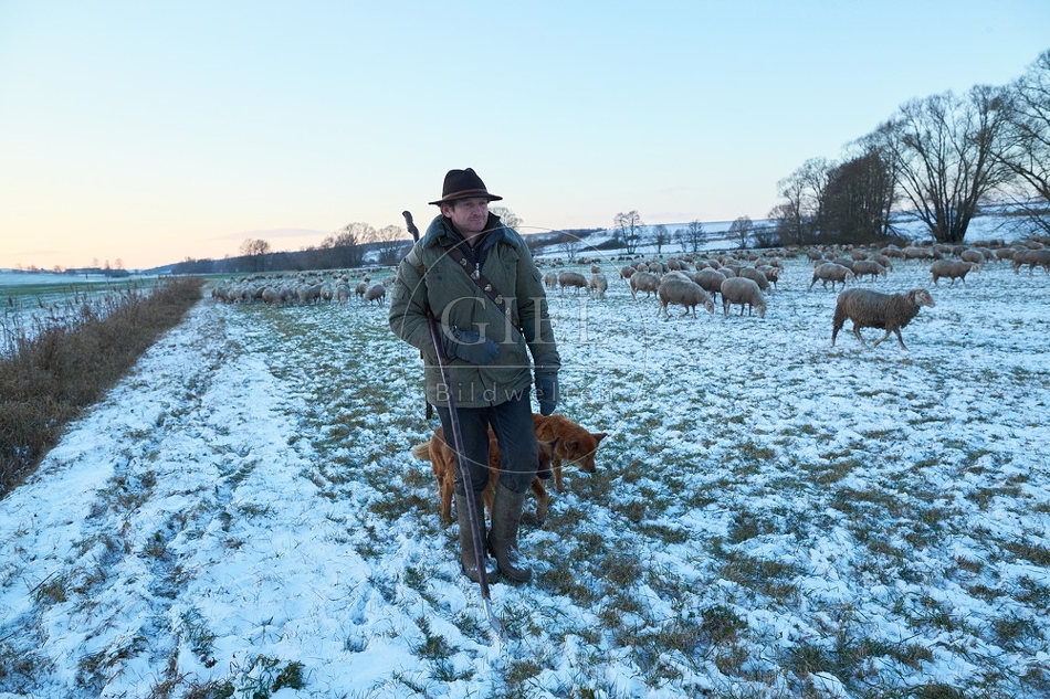 Schaefer, Altdeutsche Huetehunde und Merino Schafe, Schafherde im Winter 097578.jpg