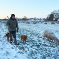 097579 Schaefer, Altdeutsche Huetehunde und Merino Schafe