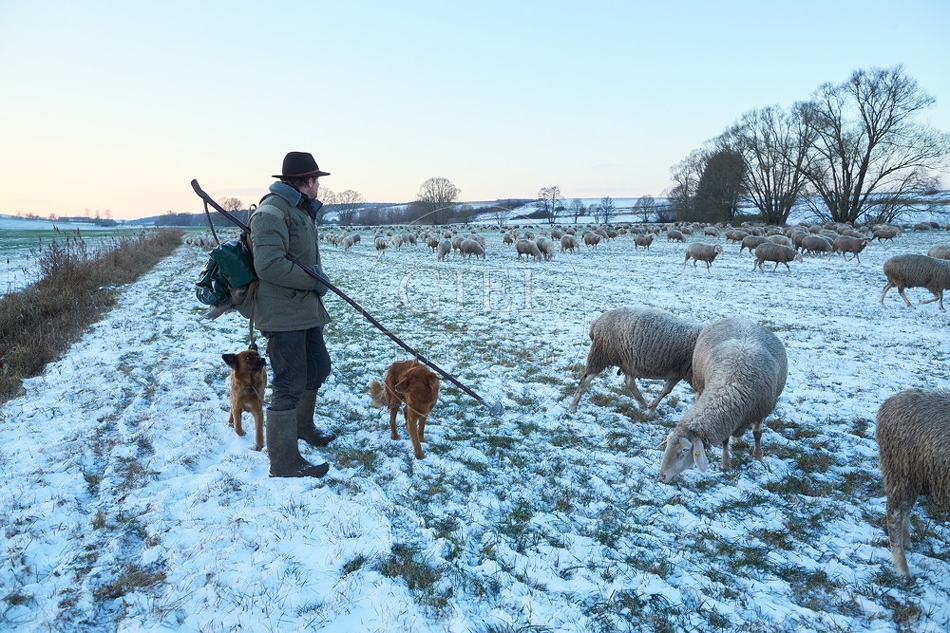 Schaefer, Altdeutsche Huetehunde und Merino Schafe, Schafherde im Winter 097580.jpg