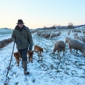 097581 Schaefer, Altdeutsche Huetehunde und Merino Schafe