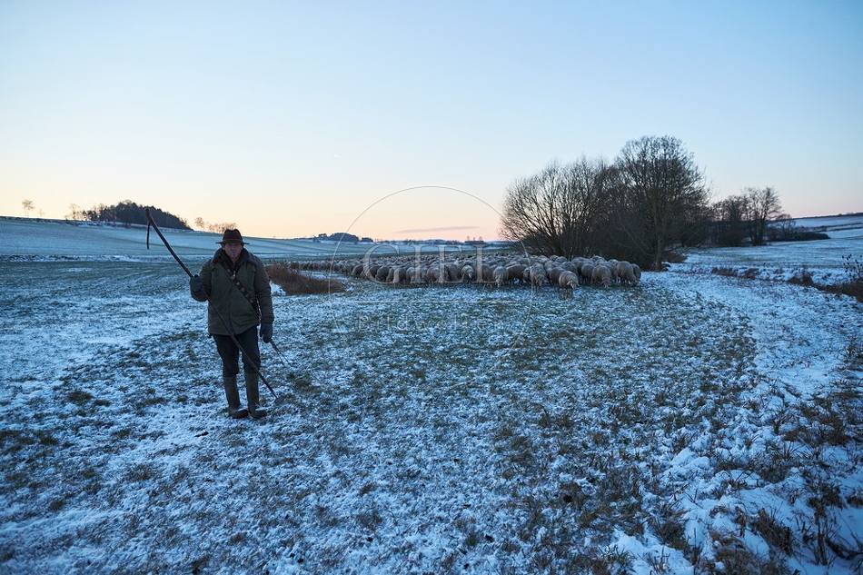 Schaefer, Altdeutsche Huetehunde und Merino Schafe, Schafherde im Winter 097582.jpg
