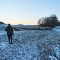 097582 Schaefer, Altdeutsche Huetehunde und Merino Schafe
