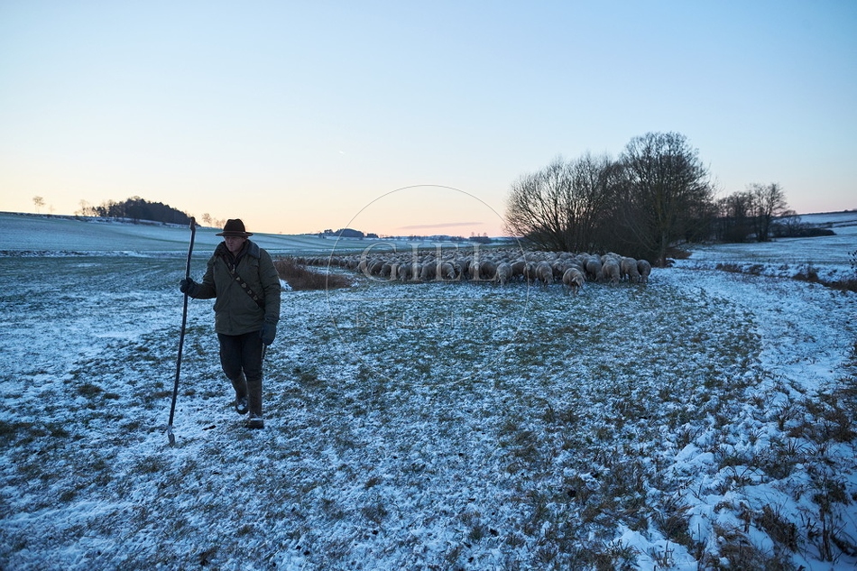 Schaefer, Altdeutsche Huetehunde und Merino Schafe, Schafherde im Winter 097583.jpg