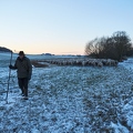 097583 Schaefer, Altdeutsche Huetehunde und Merino Schafe