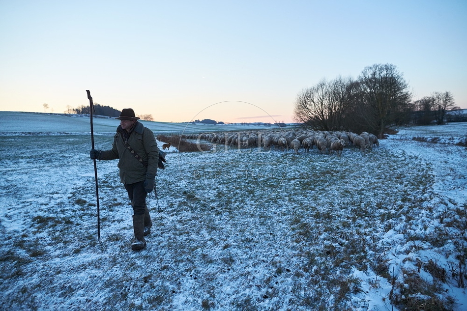 Schaefer, Altdeutsche Huetehunde und Merino Schafe, Schafherde im Winter 097584.jpg