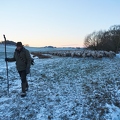 097584 Schaefer, Altdeutsche Huetehunde und Merino Schafe