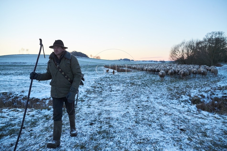 Schaefer, Altdeutsche Huetehunde und Merino Schafe, Schafherde im Winter 097585.jpg