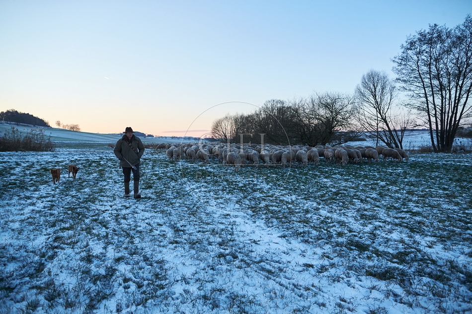 Schaefer, Altdeutsche Huetehunde und Merino Schafe, Schafherde im Winter 097586.jpg