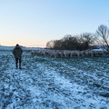 097586 Schaefer, Altdeutsche Huetehunde und Merino Schafe