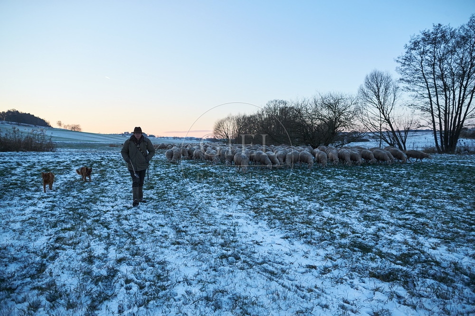 Schaefer, Altdeutsche Huetehunde und Merino Schafe, Schafherde im Winter 097587.jpg