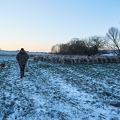 097587 Schaefer, Altdeutsche Huetehunde und Merino Schafe