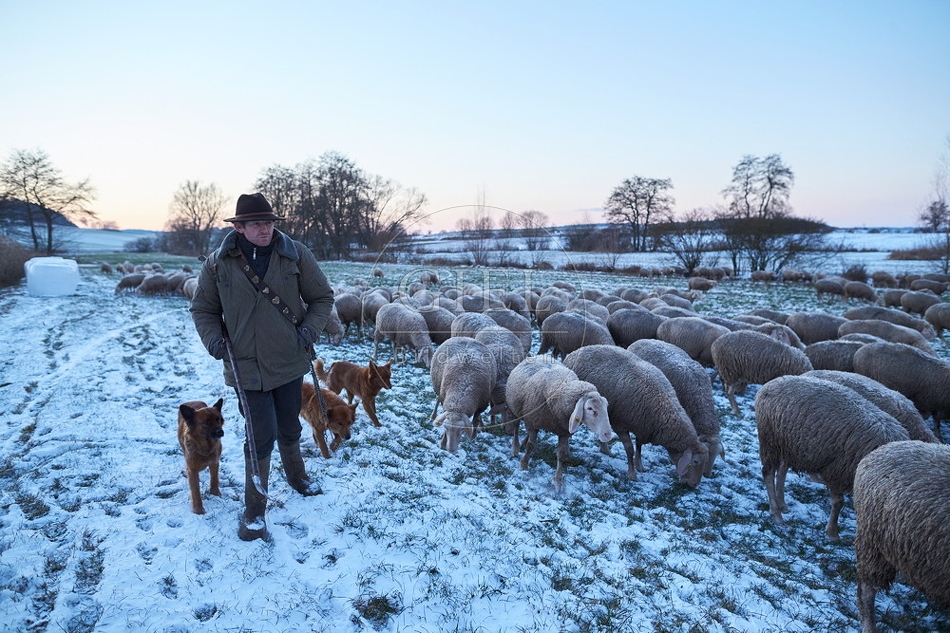 Schaefer, Altdeutsche Huetehunde und Merino Schafe, Schafherde im Winter 097588.jpg