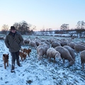097588 Schaefer, Altdeutsche Huetehunde und Merino Schafe