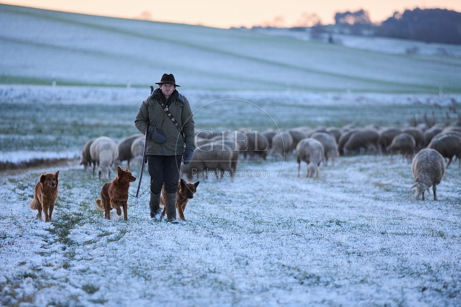 Schaefer, Altdeutsche Huetehunde und Merino Schafe, Schafherde im Winter 097589.jpg