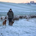 097589 Schaefer, Altdeutsche Huetehunde und Merino Schafe