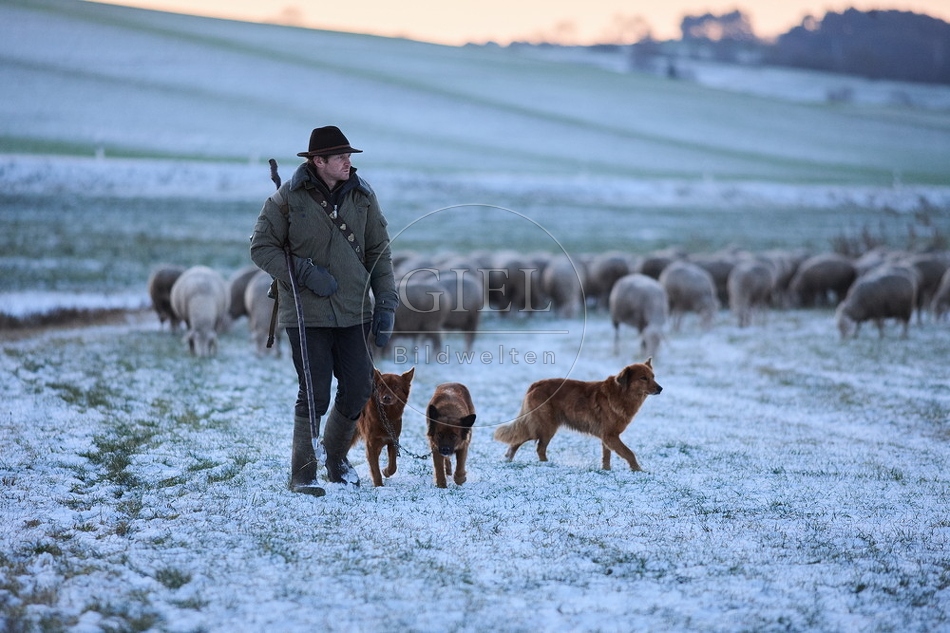 Schaefer, Altdeutsche Huetehunde und Merino Schafe, Schafherde im Winter 097590.jpg