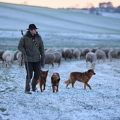 097590 Schaefer, Altdeutsche Huetehunde und Merino Schafe