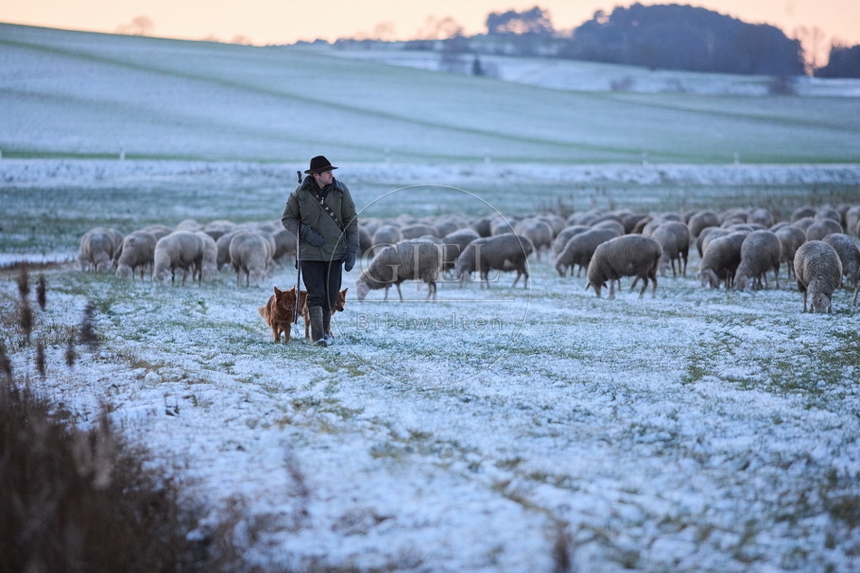 Schaefer, Altdeutsche Huetehunde und Merino Schafe, Schafherde im Winter 097591.jpg